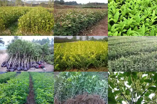 盆栽桂花多久才能开花?1685321942496