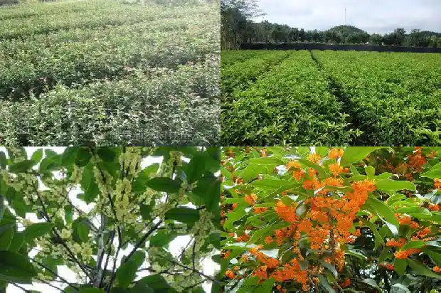 盆栽桂花多久才能开花?1685321942543
