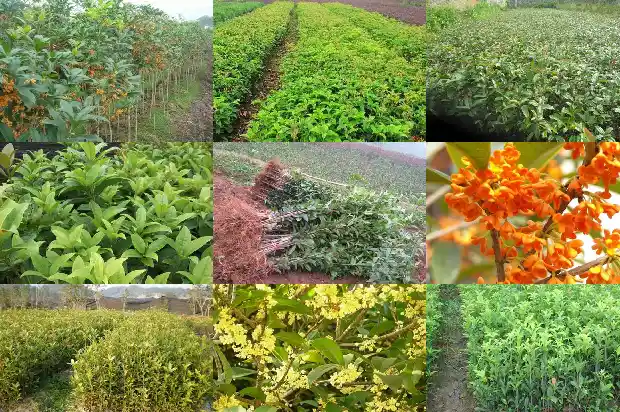 桂花多久能开花1685321950442