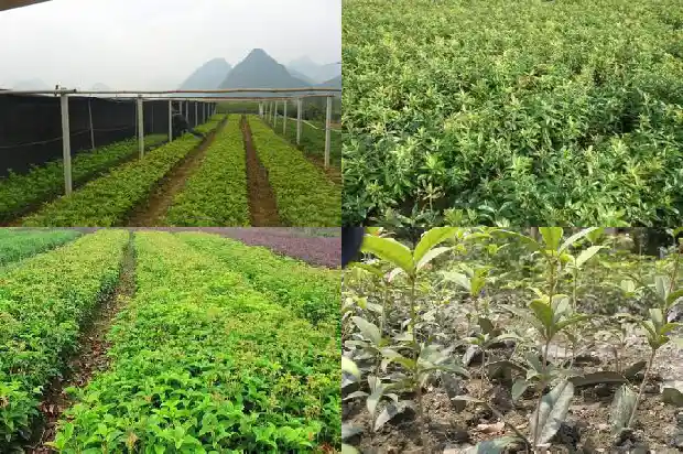 桂花多久能开花1685321950490
