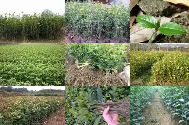 两年半的桂花树能不能开花1685321957630