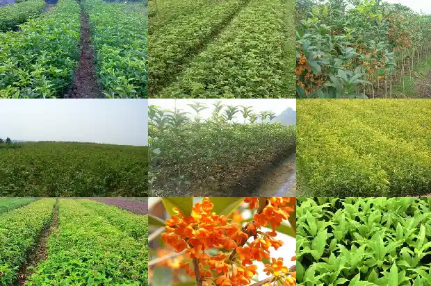 桂花的株高花期颜色变化1685321968937