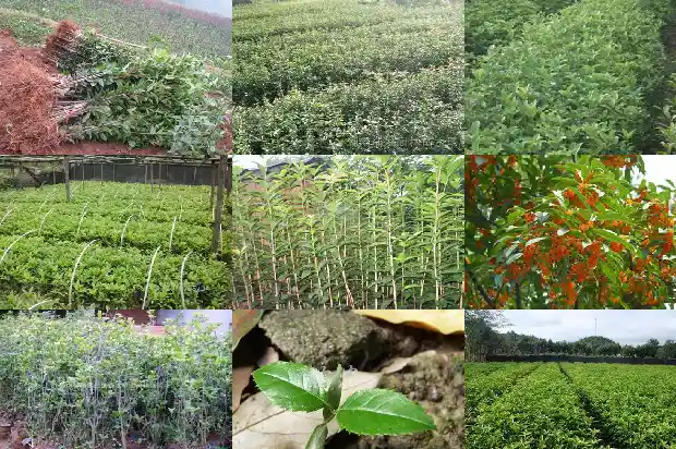 桂花的株高花期颜色变化1685321969033