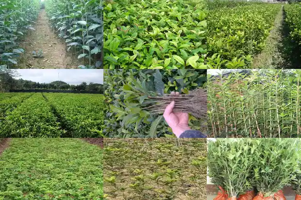 桂花的株高花期颜色变化1685321969081