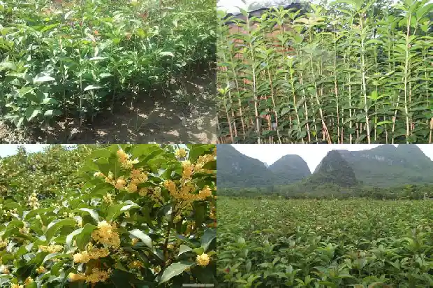 桂花开花的颜色1685321988606