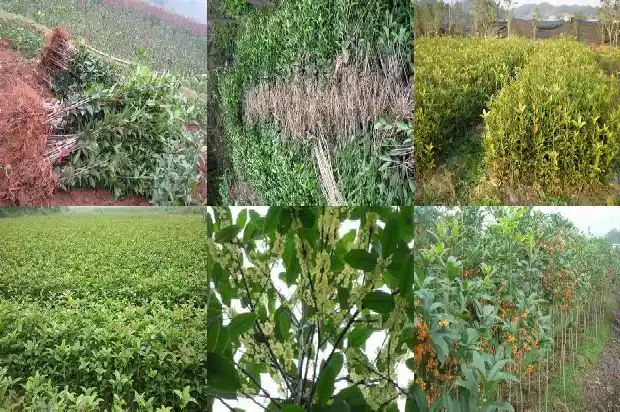 桂花株高多少厘米1685322008976