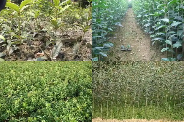 桂花株高多少厘米1685322009024