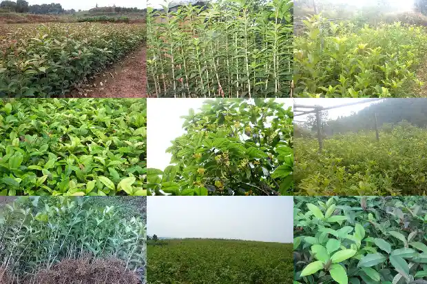 有不开花的桂花品种吗1685322018503