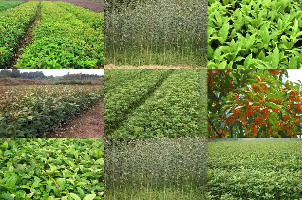 有不开花的桂花品种吗1685322018599