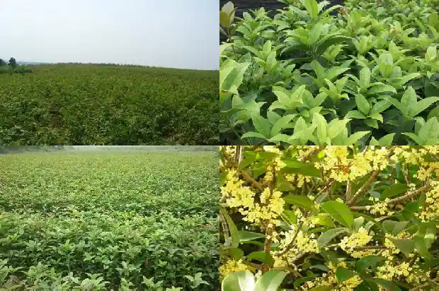桂花生长范围是多少1685322028151