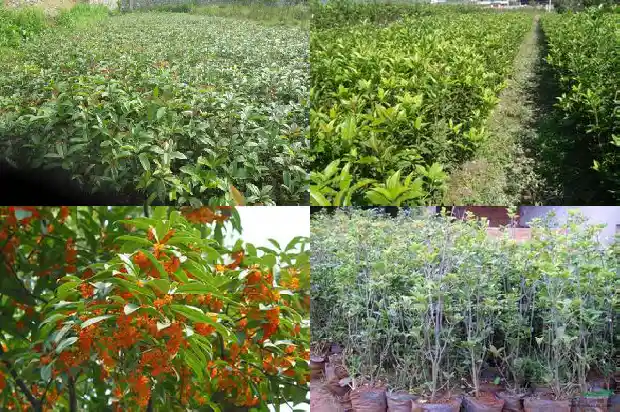 桂花生长范围是多少1685322028199