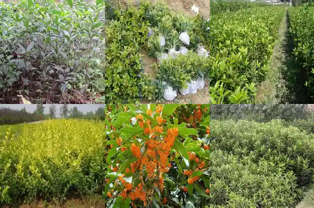 桂花生长范围是多少1685322028247