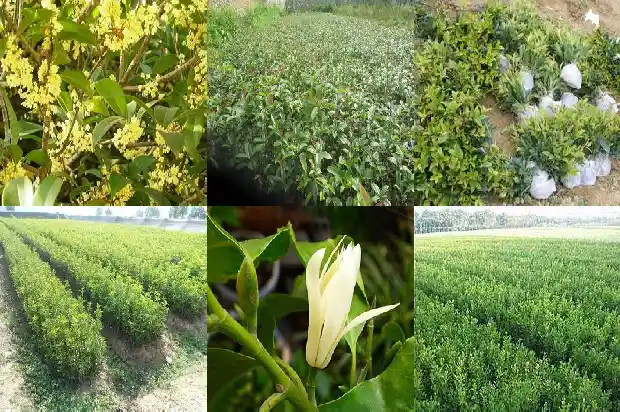 桂花的生长情况是什么1685322037547