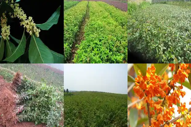桂花的生长情况是什么1685322037595