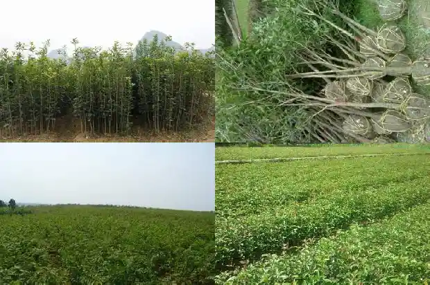 桂花树的气味的感受1689837898924