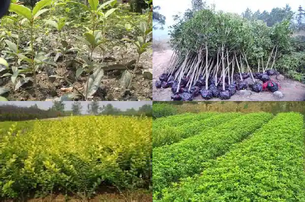 桂花生长环境和分布1685322045047