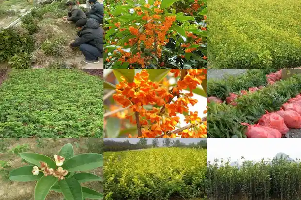 桂花漂亮吗1685322075322