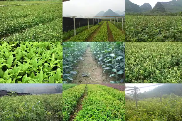 桂花漂亮吗1685322075370