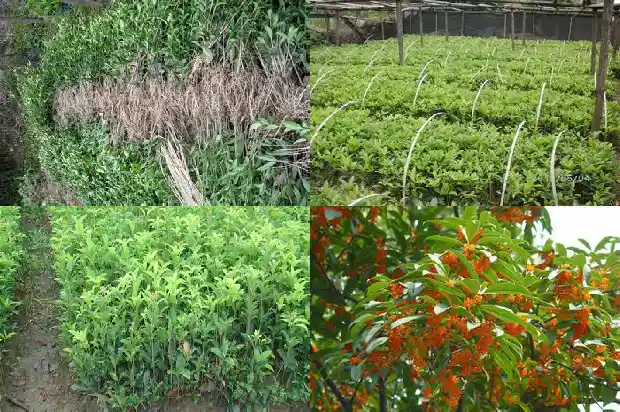 长不大的桂花1685322084775