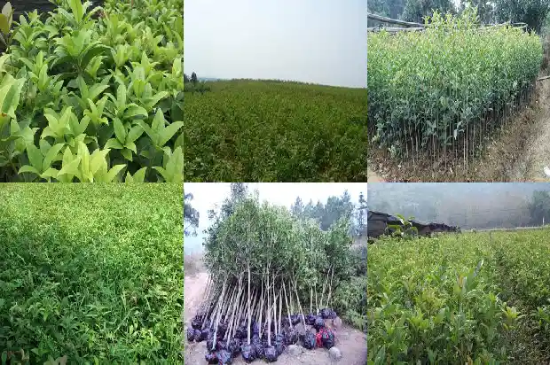 长不高的桂花是哪一种树1685322094451