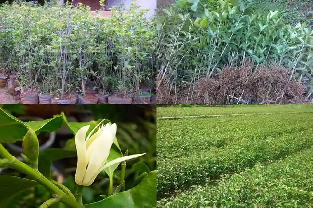 长不大的桂花是什么品种1685322106119