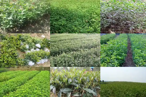 长不大的桂花是什么品种1685322106166