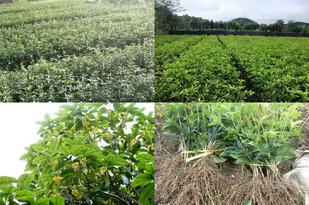陕北能种桂花树吗冬天1690503104726