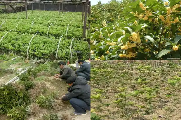 桂花会长很大吗1685322127373