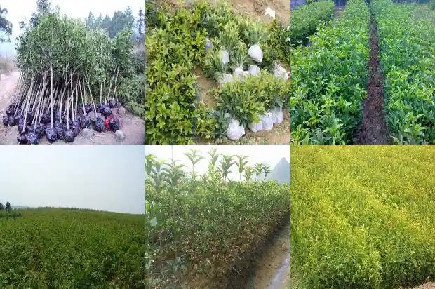 桂花盆栽为什么不长1685322138978