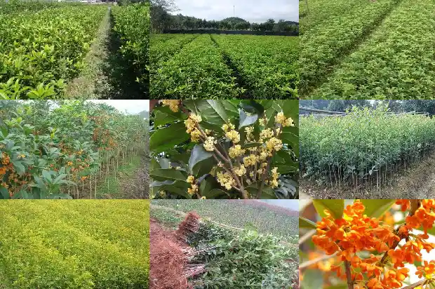 桂花盆栽为什么不长1685322139120