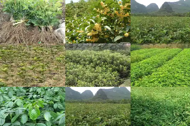 桂花盆景哪个品种最好1690590733250