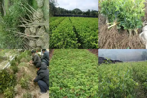 茂盛的桂花树1690677518985