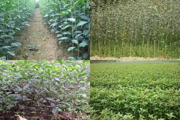 桂花只长高不开花怎么回事1685322148827