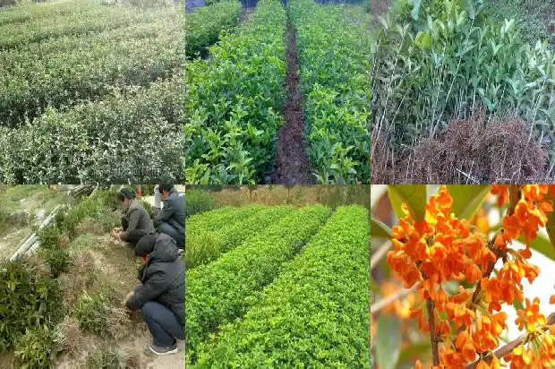 桂花树不长高怎么回事1685322160509