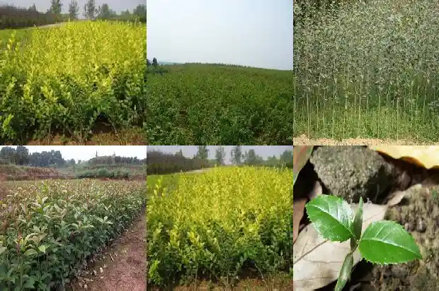 桂花树不长高怎么回事1685322160557