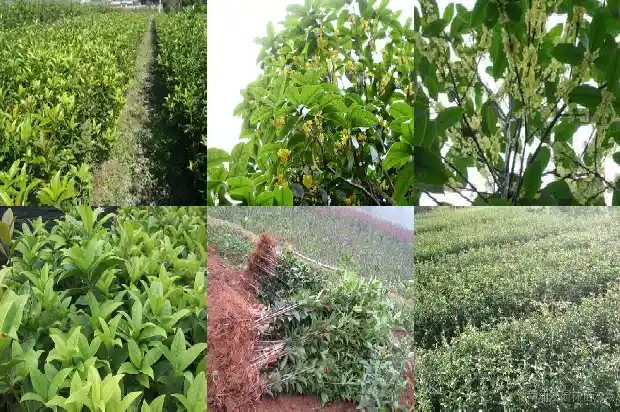 长不高的桂花品种是什么1685322171933