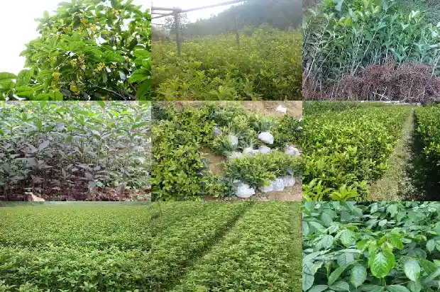 桂花8月不开花的历史年份是多少1688948078726