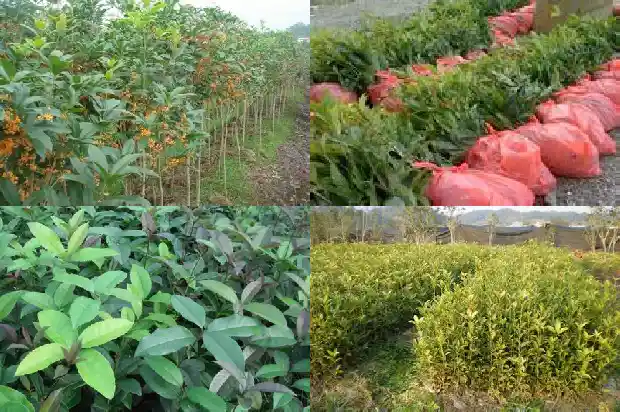 1米高桂花树价格多少钱一盆呢1685322198583