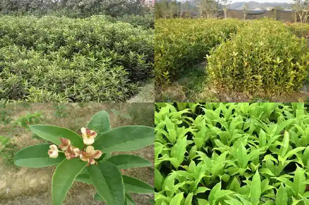 1米高桂花树价格多少钱一盆呢1685322198631