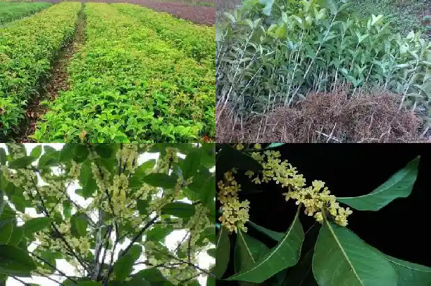 桂花树很贵吗为什么那么贵1685322206019