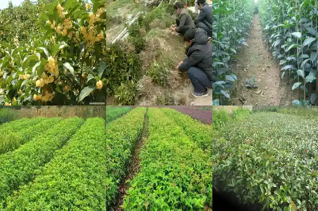 桂花树很贵吗为什么那么贵1685322206067