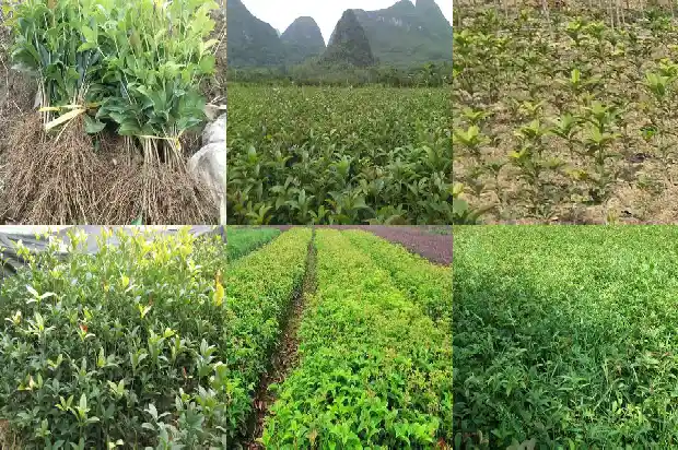 桂花树便宜卖多少一棵呢1685322239224
