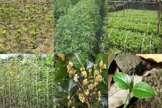 桂花树便宜卖多少一棵呢1685322239272