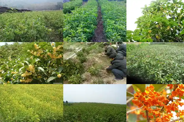 桂花树便宜卖多少一棵呢1685322239320