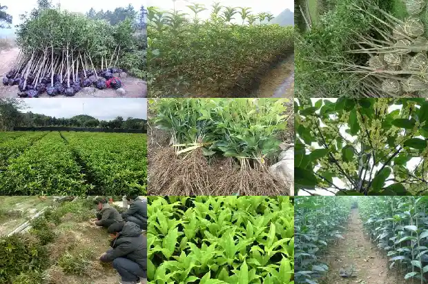 桂花树便宜卖多少一棵呢1685322239367