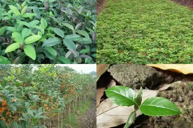 桂花树易成活吗1685405480266