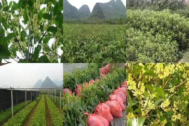 桂花树易成活吗1685405480314