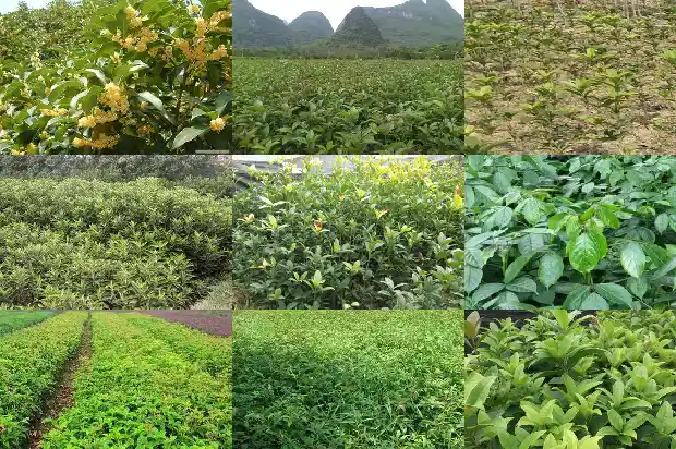 桂花树春天移栽需要摘叶吗1685405504529