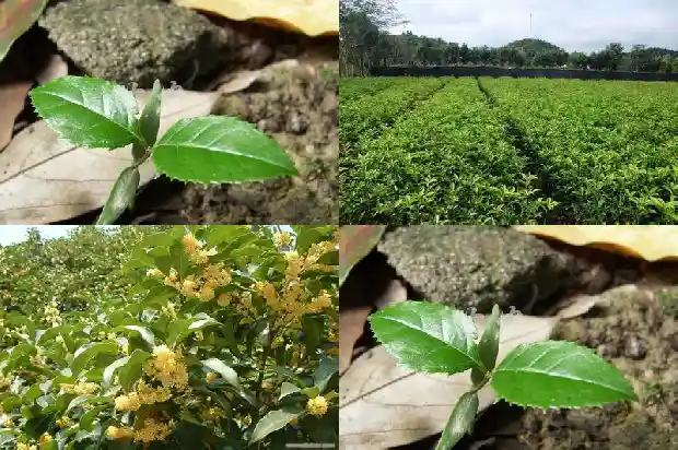 桂花树能做盆景吗1685405583245
