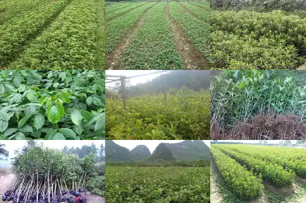 桂花树能做盆景吗1685405583288